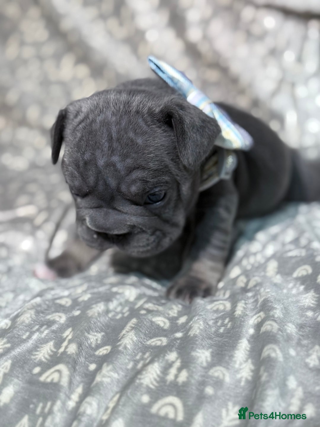 French Bulldog dogs for sale: French bulldog puppies for sale! - Advert 13