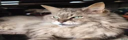 Maine Coon cats for sale: Maine Coon kittens in Buckie - Advert 12