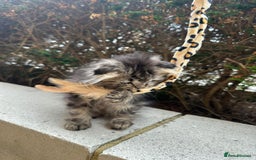 Scottish Fold cats for sale: Adorable Scottish fold kittens - Image 5