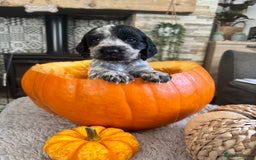 Cocker Spaniel dogs for sale: 2 blue roan cocker spaniel puppies &tri colour pup - Image 4
