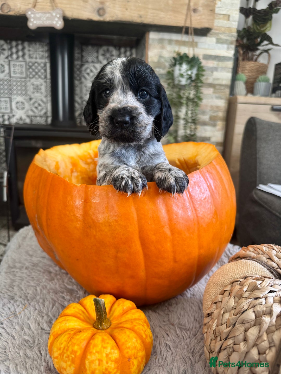 Cocker Spaniel dogs for sale: 2 blue roan cocker spaniel puppies &tri colour pup - Image 4