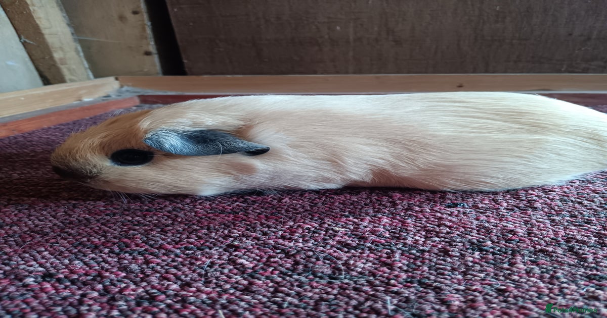 Californian & pet guinea pigs for sale in Bishop's Stortford | Pets4Homes - Sosmonth Pure Guinea Pig Breeder