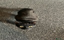 Mixed Breed cats for sale: 3 beautiful cats for re-home  - Image 3