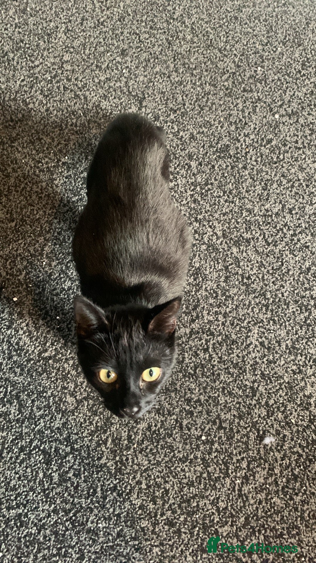 Mixed Breed cats for sale: 3 beautiful cats for re-home  - Image 3