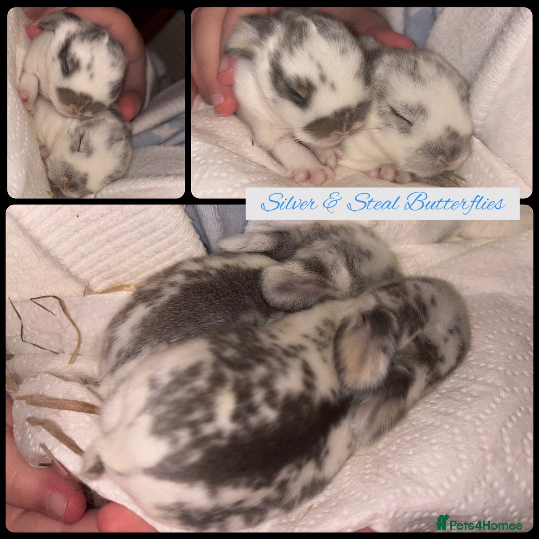 Mini Lop rabbits for sale: Mini Lop Butterfly new born bunnies  - Advert 7