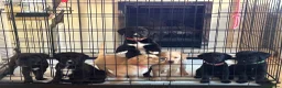 Borador dogs for sale: 6 Labrador /Borador Puppies for Sale Boys & Girls - Advert 13