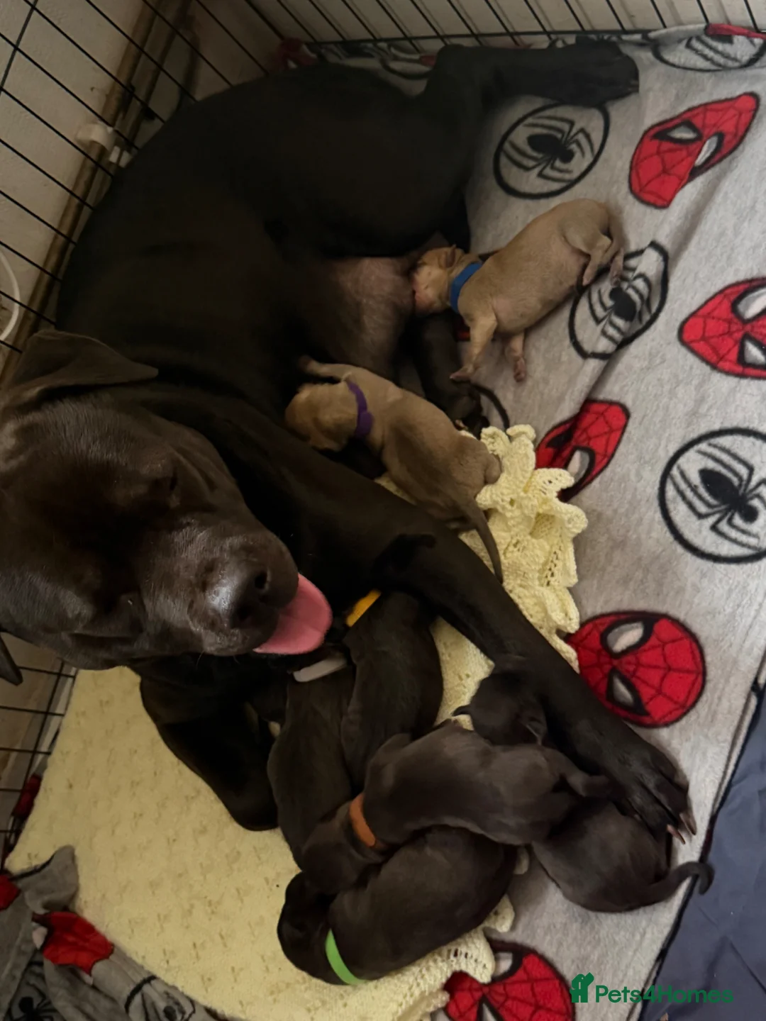 Mixed Breed dogs for sale: 8 adorable staff/lab mix pups!!! - Advert 1