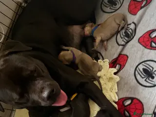 Mixed Breed dogs 8 adorable staff/lab mix pups!!! - Advert 2