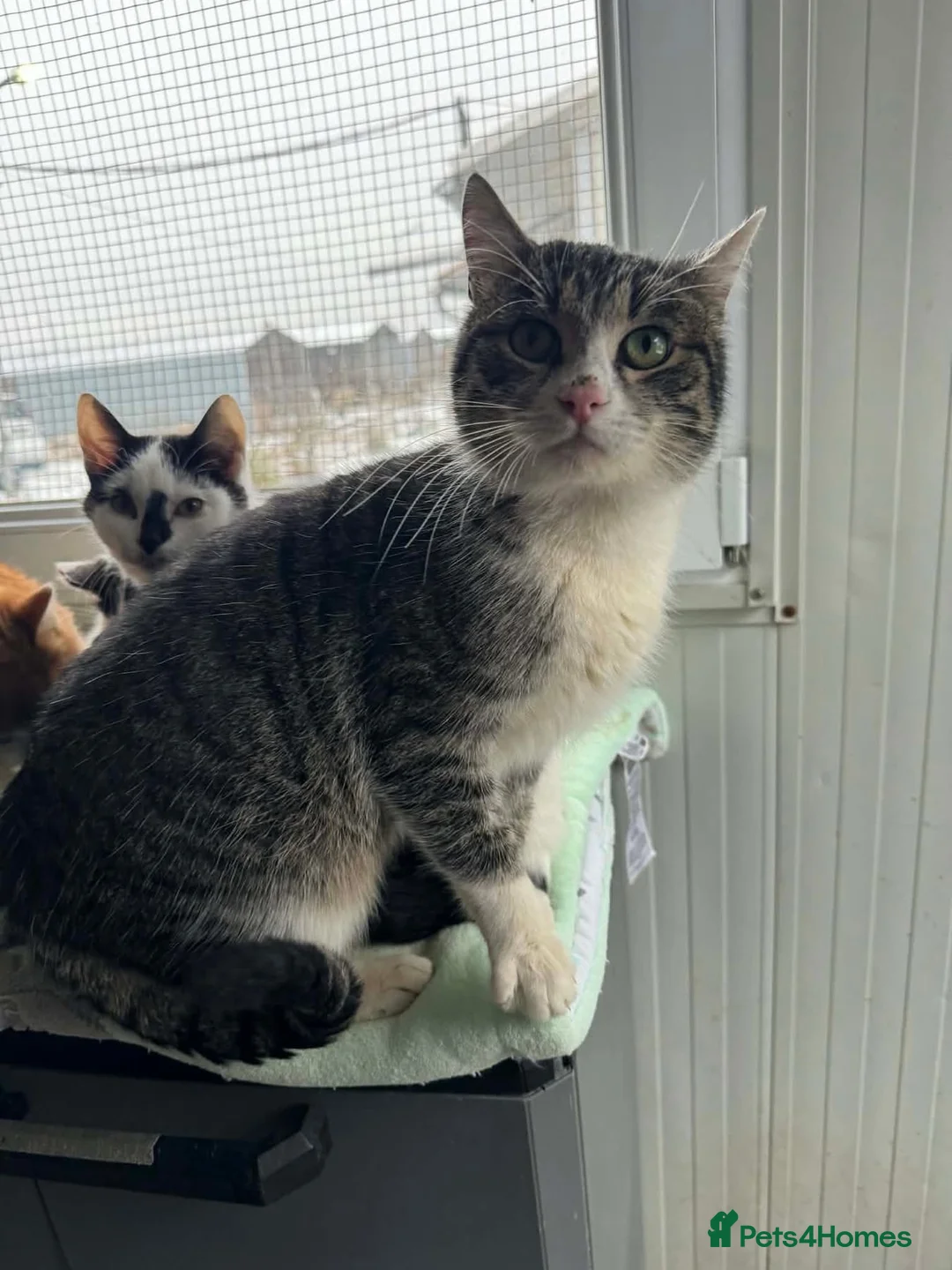 Mixed Breed cats for adoption: Norman - Norwich Norfolk  in Norwich - Advert 9