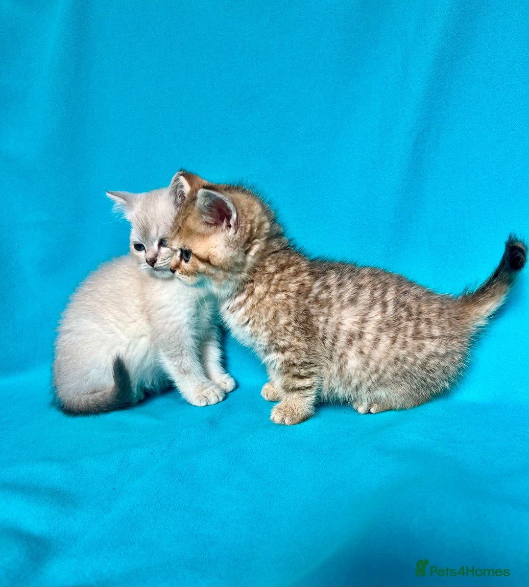 British Shorthair cats for sale: 🐾Purebred BSH kittens🐾 - Image 16