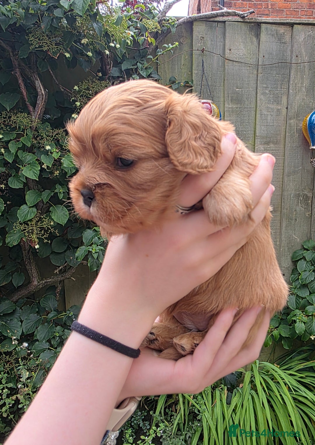 Cavalier King Charles Spaniel dogs for sale: Beautiful female cavalier king charles spaniels - Image 2