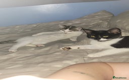 Mixed Breed cats for sale: 2 female kittens  - Image 5