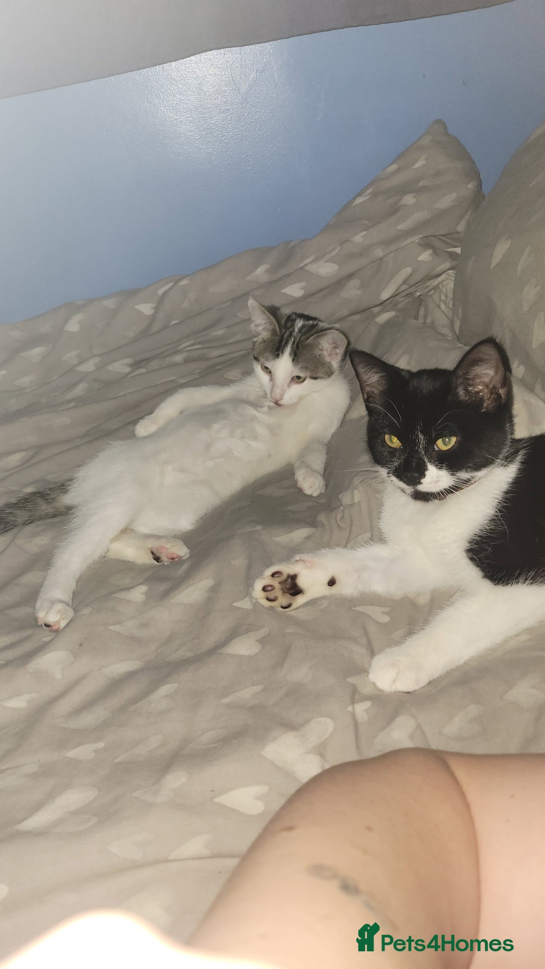 Mixed Breed cats for sale: 2 female kittens  - Image 5