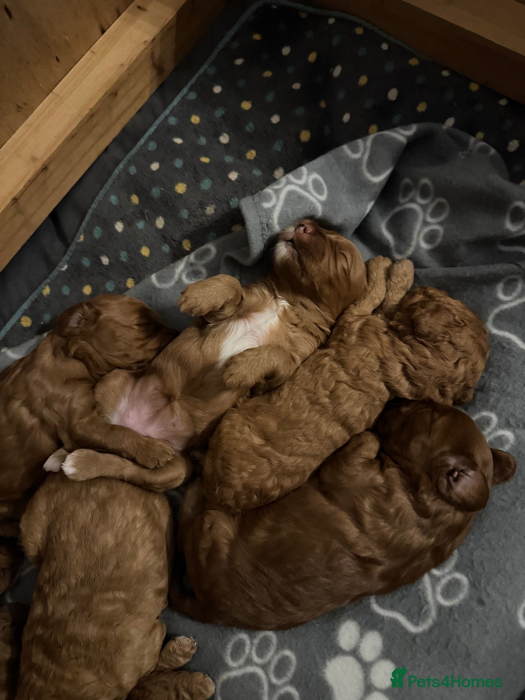 Cockapoo dogs for sale: Cockapoo puppies in Preston - Image 22