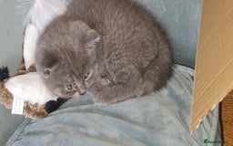 Scottish Fold cats for sale: Scottish Fold Kittens  - Image 13