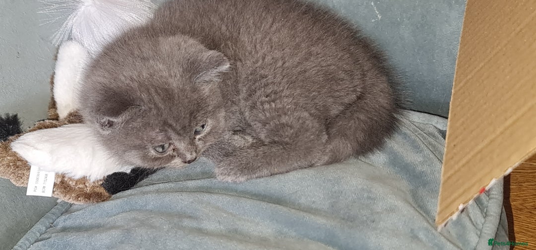 Scottish Fold cats for sale: Scottish Fold Kittens  - Image 13