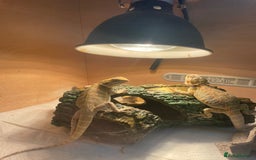 Bearded Dragon reptiles for sale: Bearded dragons  - Image 3