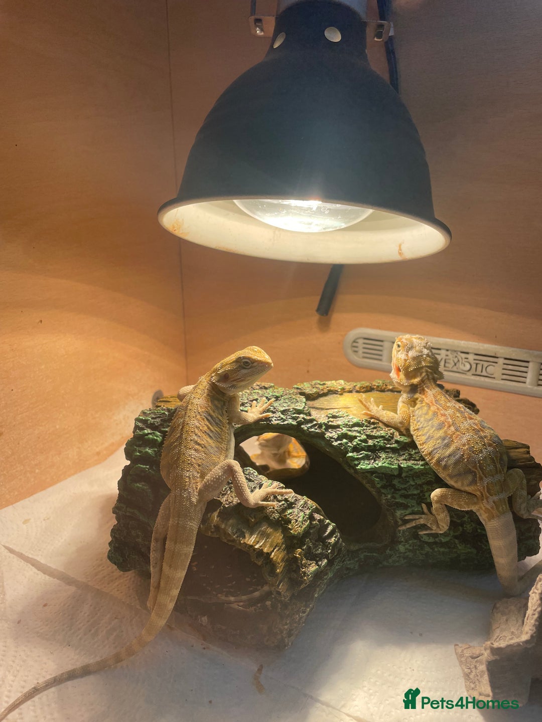 Bearded Dragon reptiles for sale: Bearded dragons  - Image 3