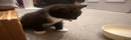 Domestic Shorthair cats for sale: 3 female kittens  in Gillingham - Advert 6