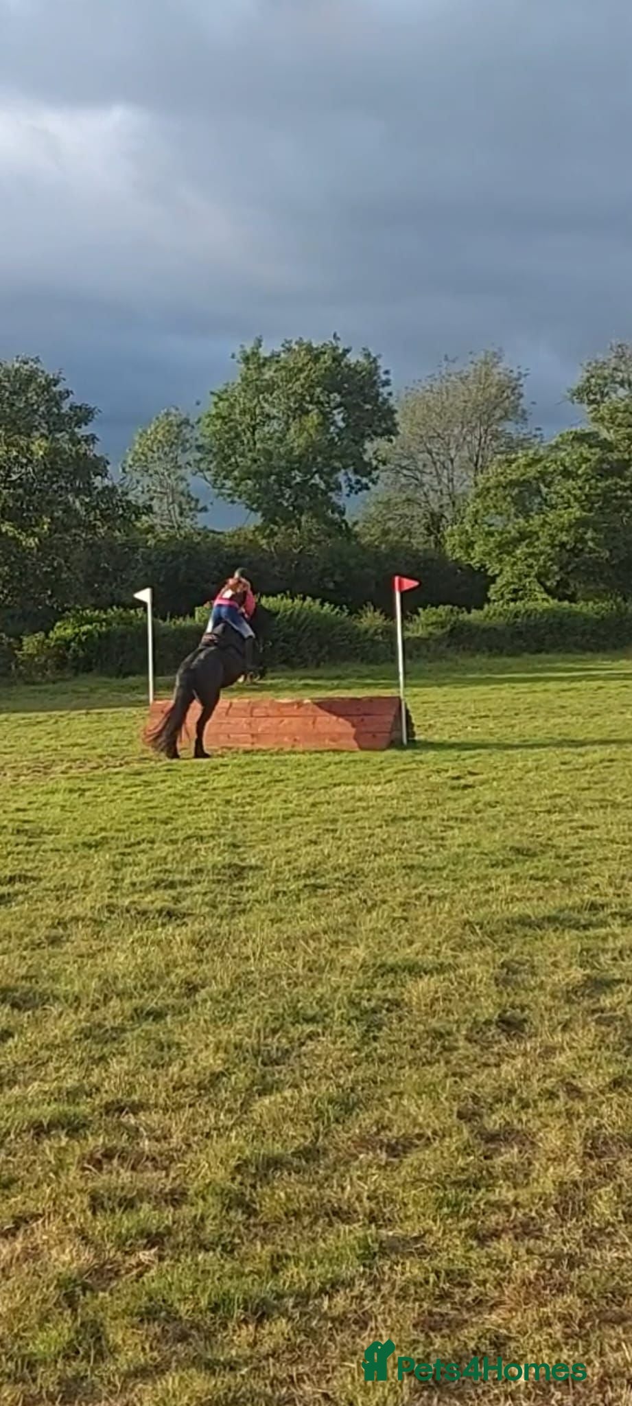 Fell horses Fell gelding 13'3hh - Advert 1