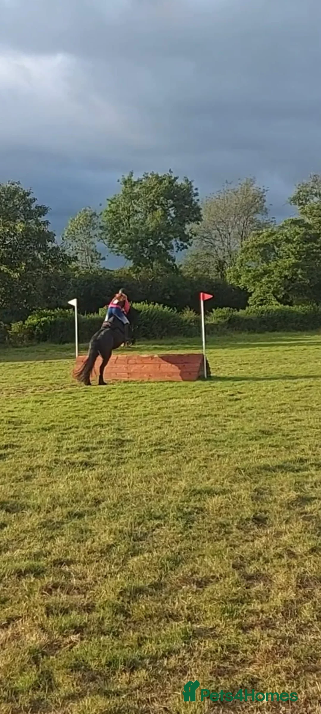 Fell horses for sale: Fell gelding 13'3hh in Launceston - Advert 1