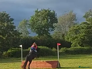 Fell horses Fell gelding 13'3hh - Advert 1