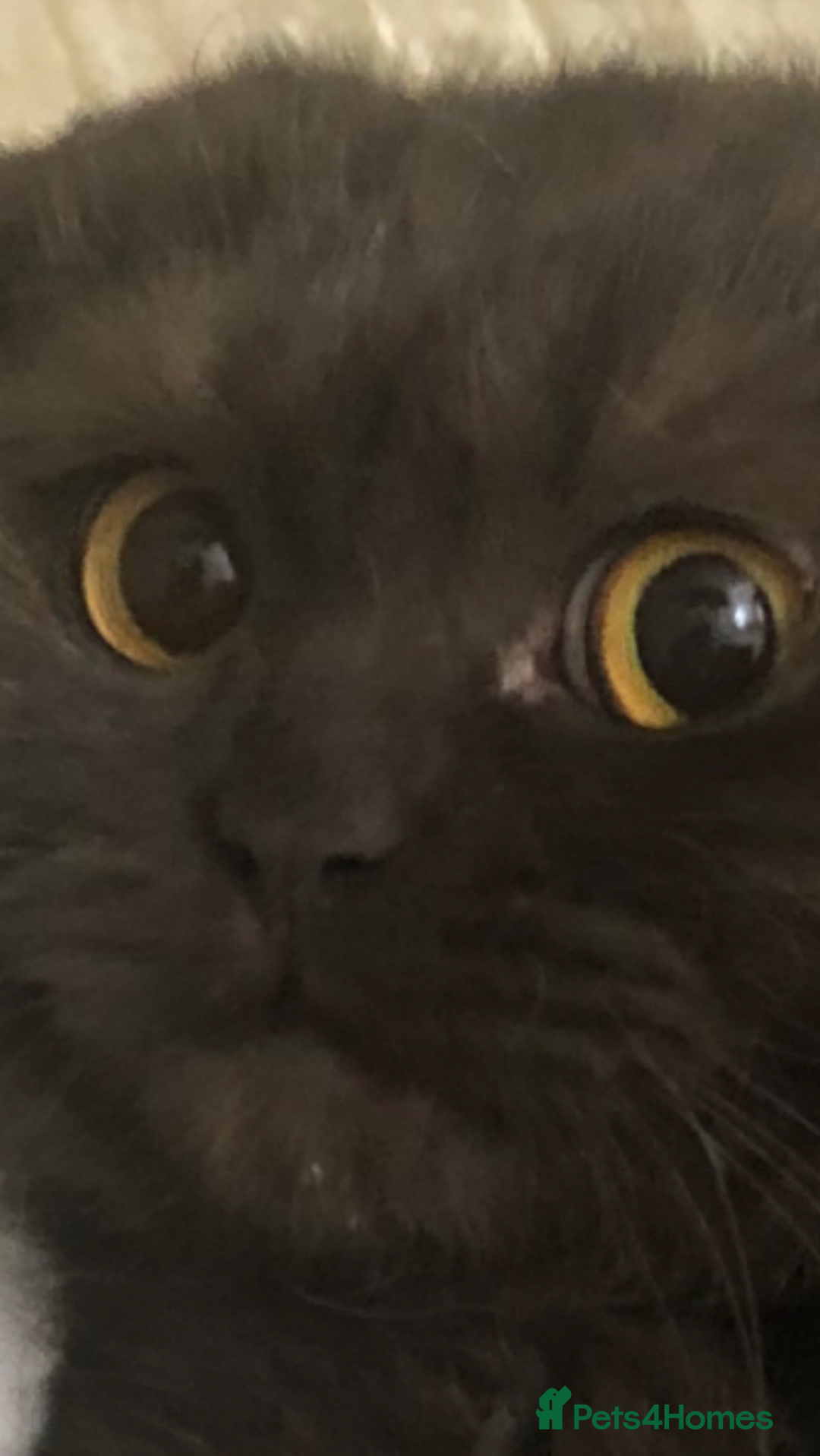 Scottish Fold cats for sale: 🐾 Rare Chocolate Beauty in Edinburgh 🏡 - Advert 19