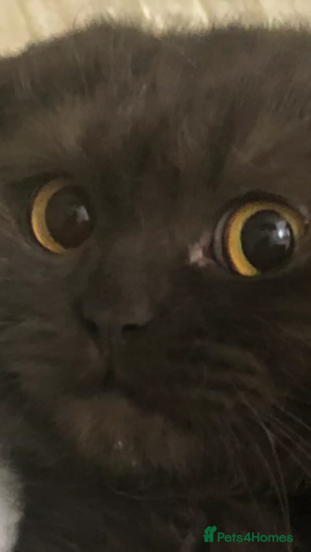 Scottish Fold cats for sale: 🐾 Rare Chocolate Beauty in Edinburgh 🏡 - Advert 19