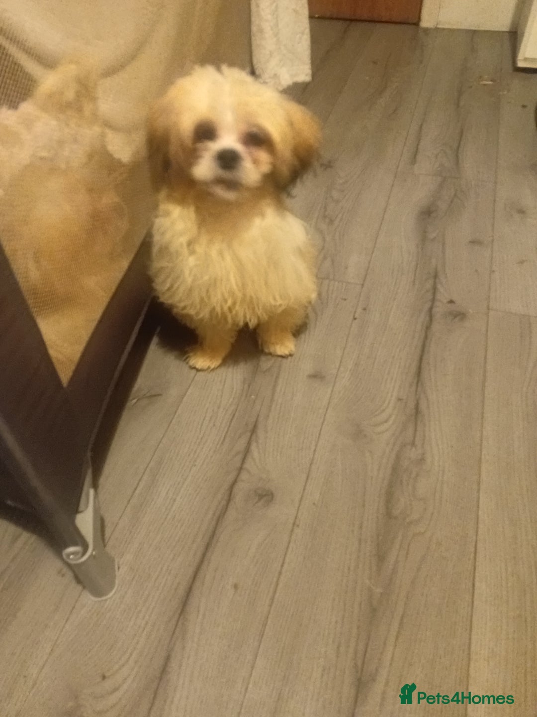 Mixed Breed dogs for sale: malres/Hasa Apso puppies  - Advert 2