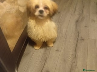 Mixed Breed dogs maltes/Lhasan Apso puppies - Advert 13
