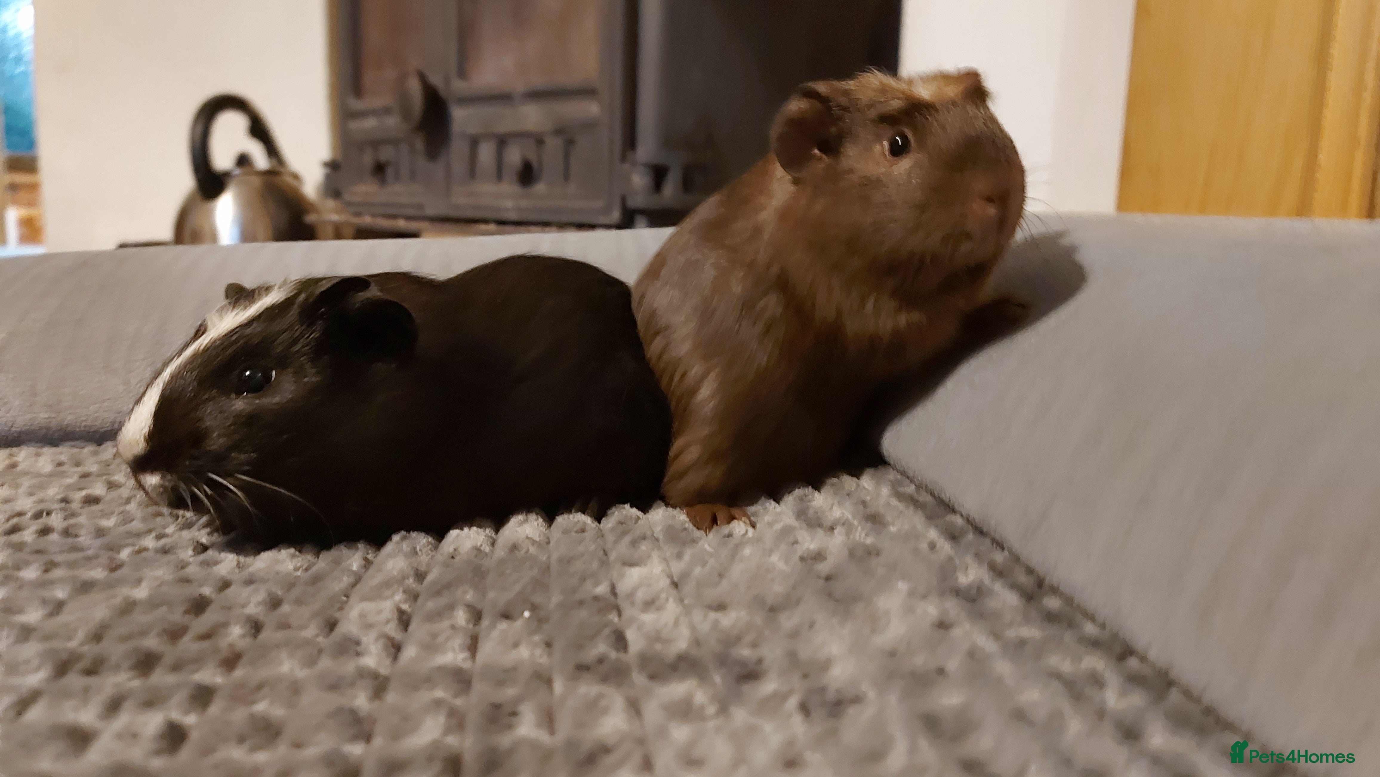 Guinea Pig rodents Beautiful baby Guinea pigs  - Advert 17