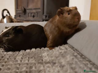 Guinea Pig rodents Beautiful baby Guinea pigs - Advert 17