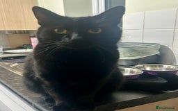 Domestic Shorthair cats for sale: 2 cats looking for a loving home  - Image 4