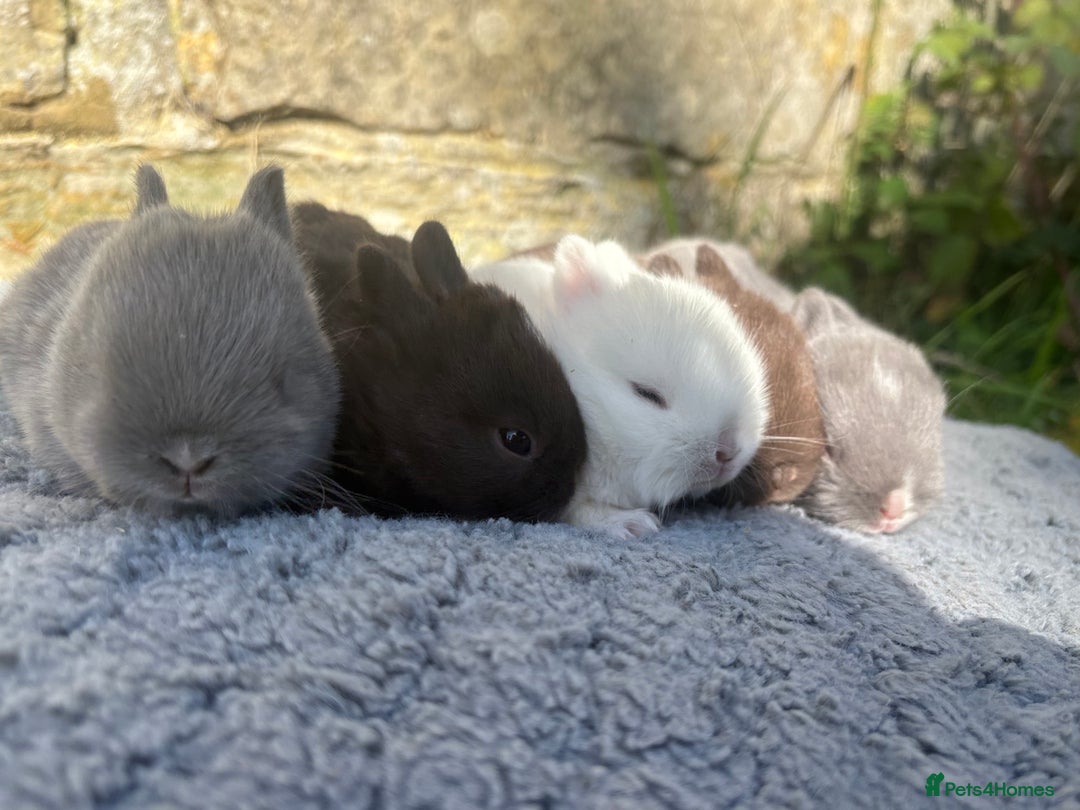 Netherland Dwarf rabbits for sale: 5 Sweet Netherland Dwarf bunnies  - Image 8