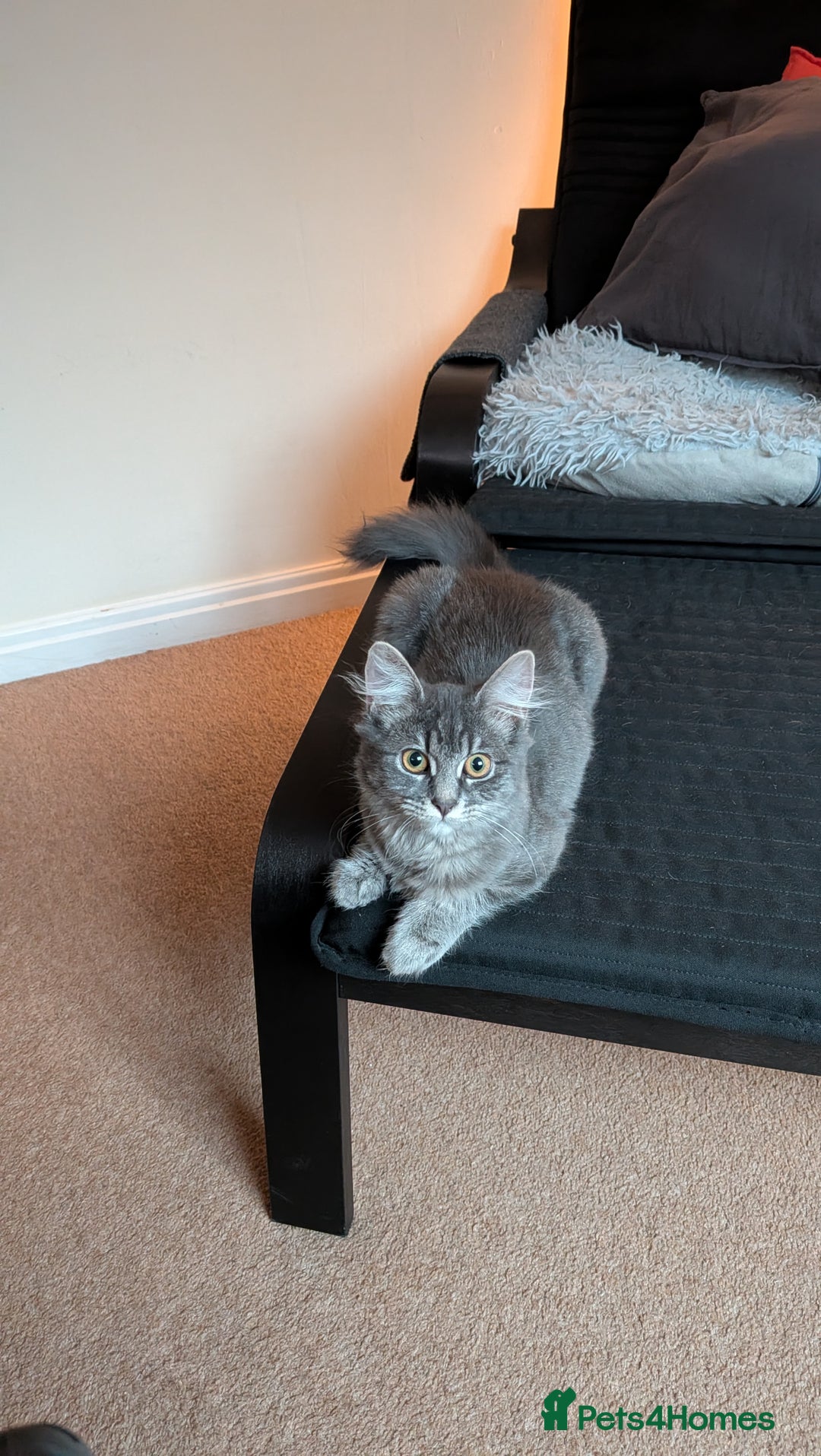 Mixed Breed cats for sale: Lizzy needs a new home.. - Advert 3