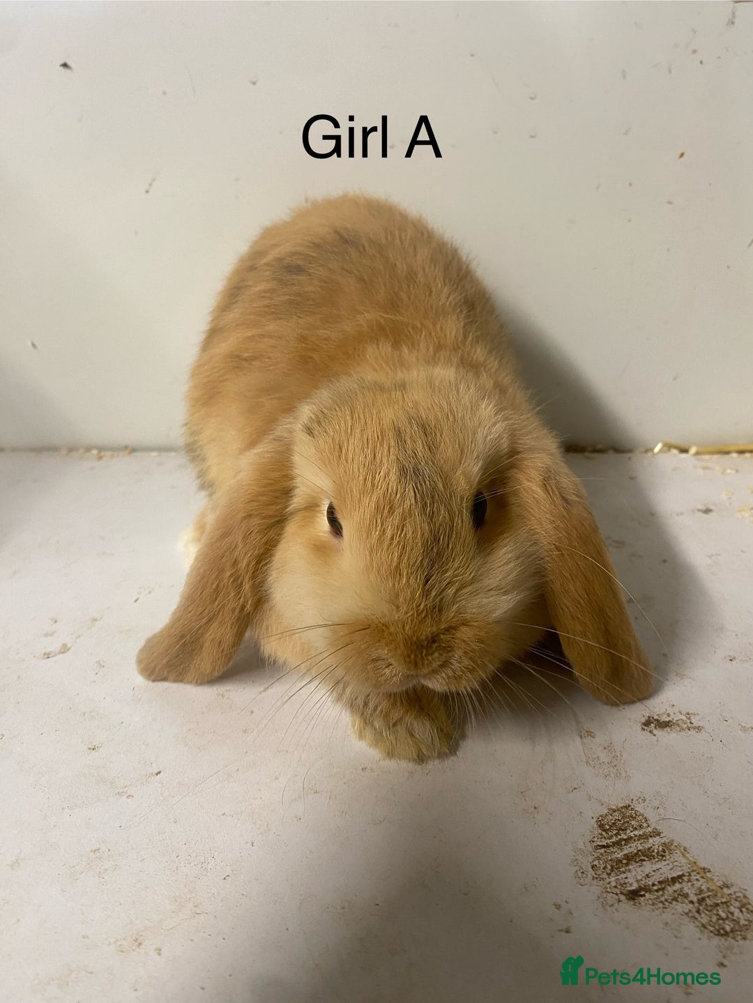 Mini Lop rabbits for sale: Beautiful mini lop bunnies - Advert 2