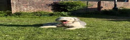 Old English Sheepdog dogs for stud: Old English Sheepdog for Stud KC Registered  - Advert 6