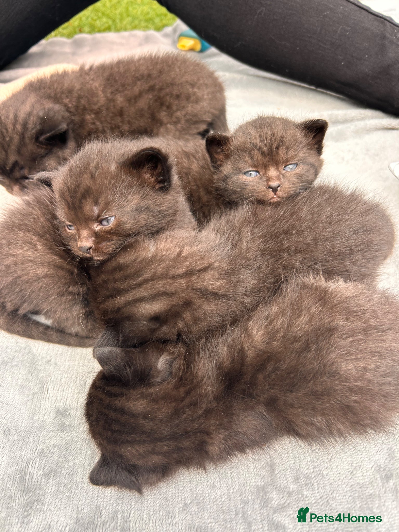 Mixed Breed cats 5 chocolate brown kittens  - Advert 1