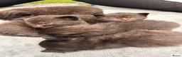 Mixed Breed cats for sale: 5 chocolate brown kittens  - Advert 1