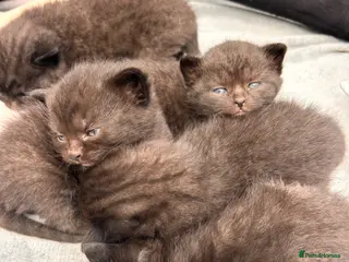 Mixed Breed cats British short hair cross kittens - Advert 1