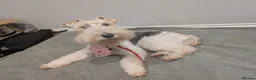 Fox Terrier dogs for sale: Beautiful KC litter of ( 3 boys )  in Wisbech - Advert 4
