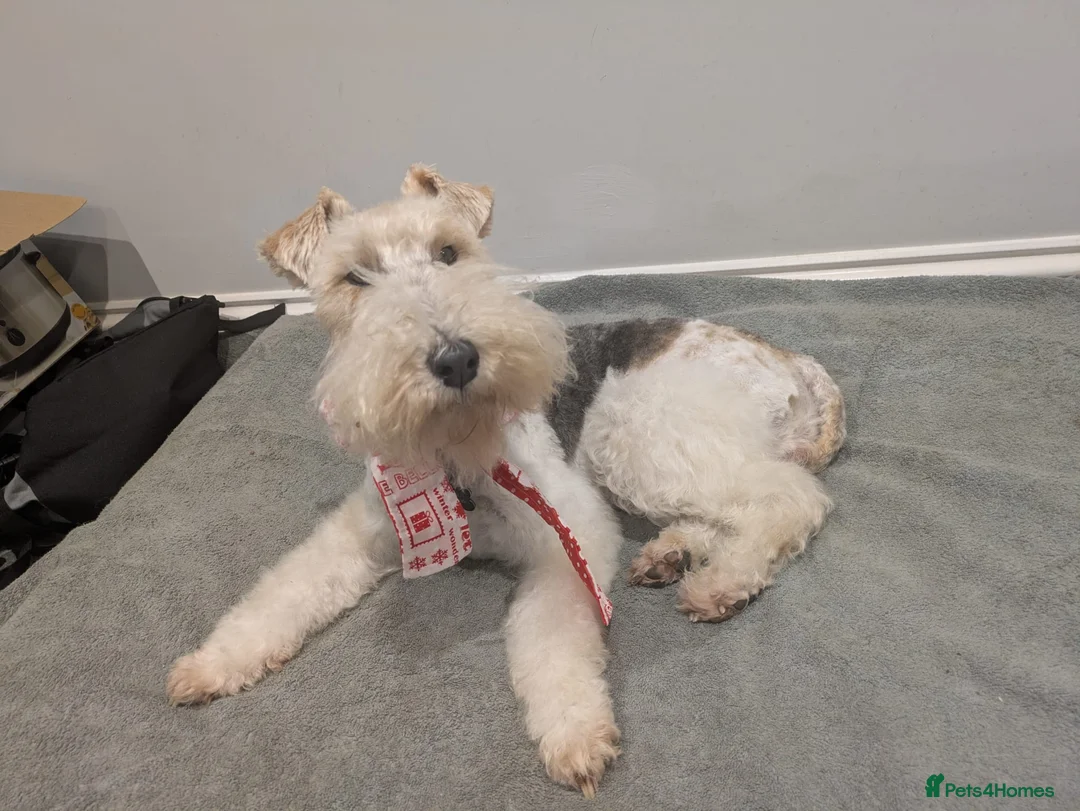 Fox Terrier dogs for sale: Beautiful KC litter of ( 3 boys )  in Wisbech - Advert 4