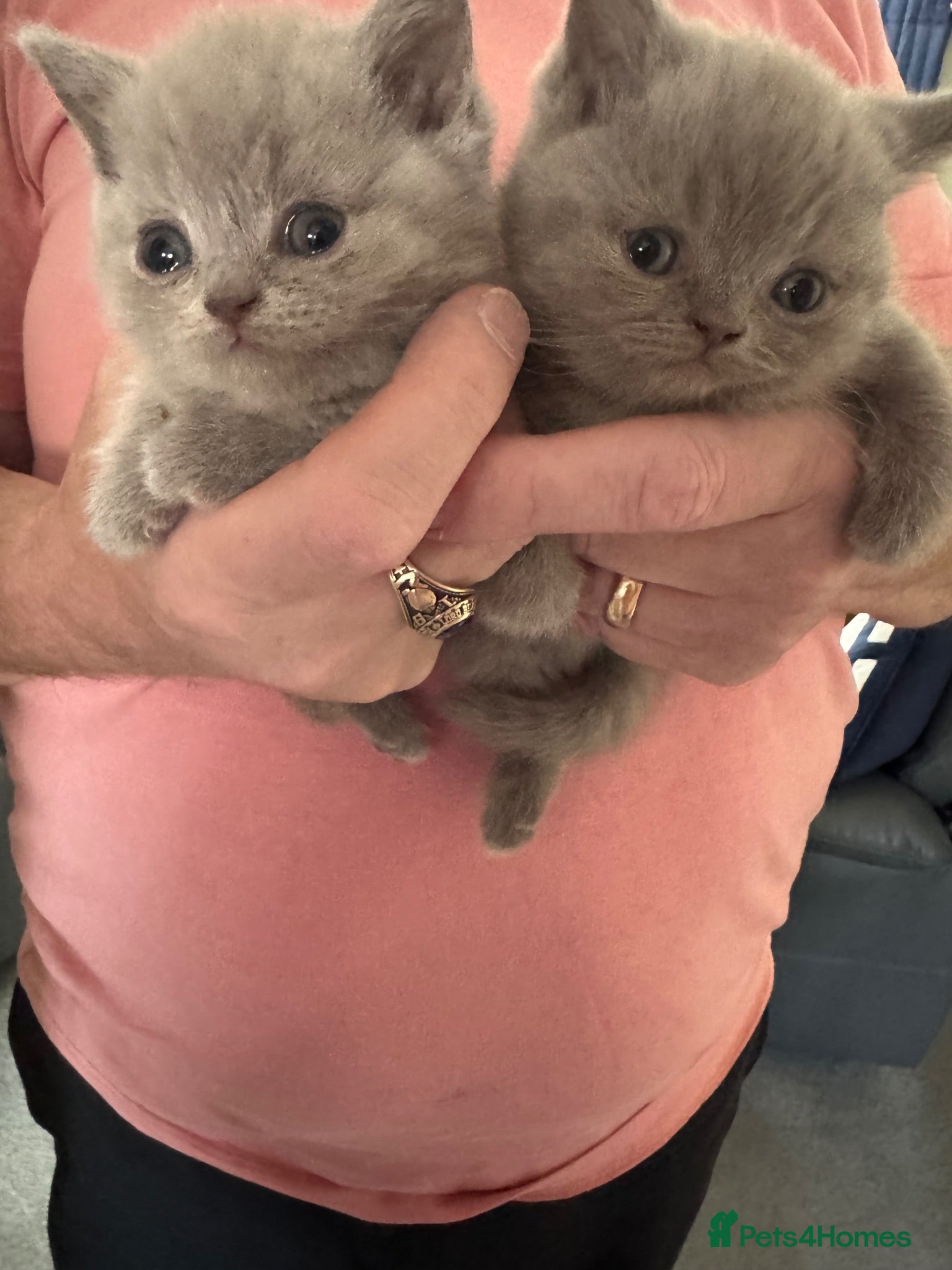 British Shorthair cats British shorthair Lilac pedigree kittens - Advert 4