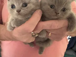British Shorthair cats British shorthair Lilac pedigree kittens - Advert 4