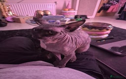 Sphynx cats for sale: Smeagol gorgeous girl sphinx cuddly and courageous - Image 5