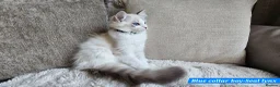 Ragdoll cats for sale: RAGDOLLS BOYS ONLY 2 LEFT - Advert 8