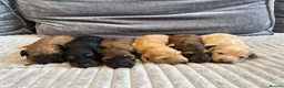 Dachshund dogs for sale: KC REG long haired miniature dachshund - Advert 7