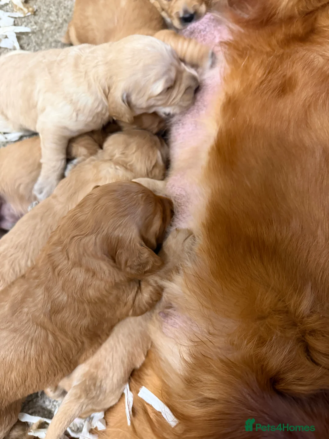 Mini Goldendoodle dogs for sale: Lovely Golden doodle puppies ready now  - Advert 3