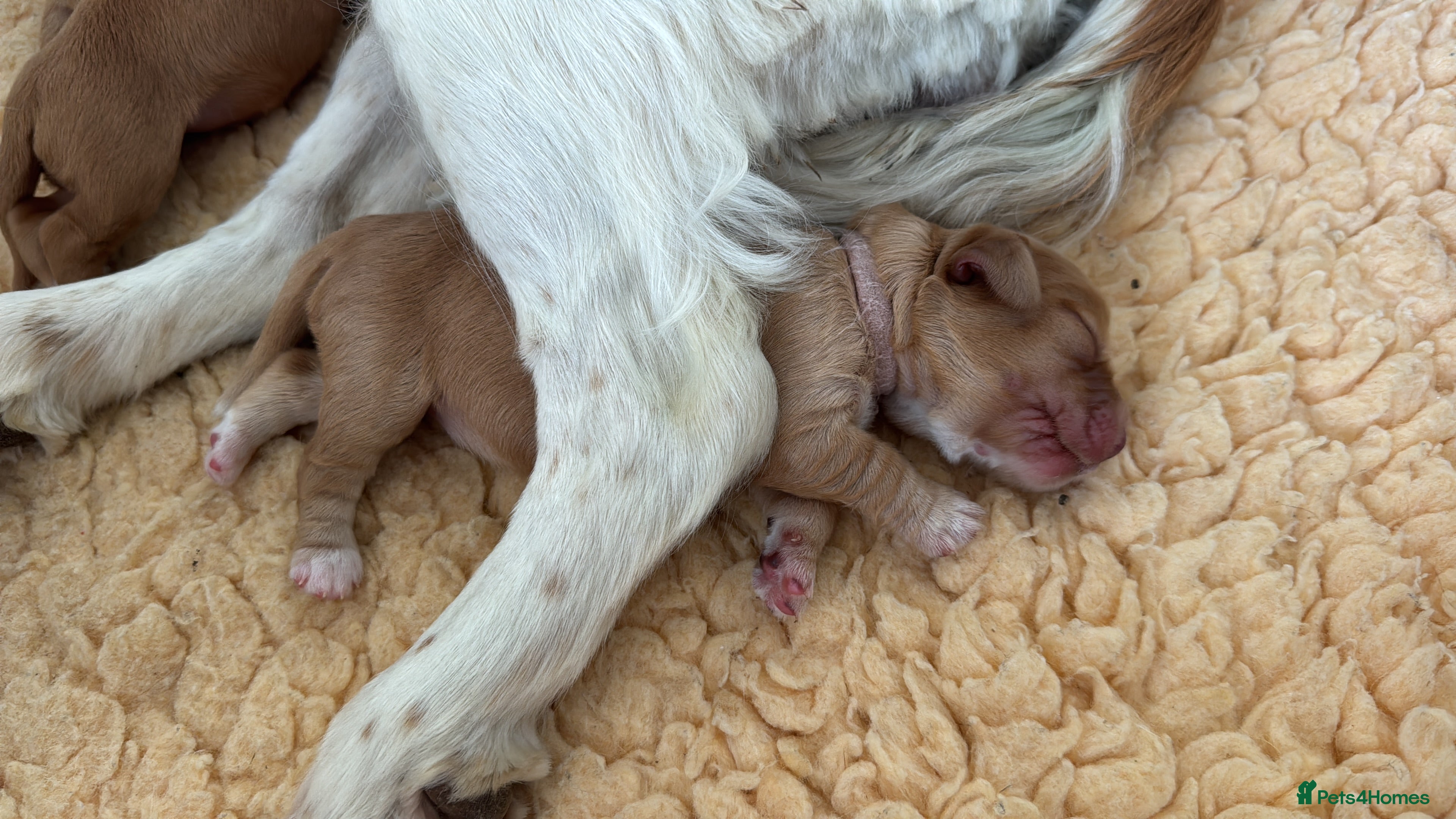 Cocker Spaniel dogs KC Reg full health tested quality Cocker Spaniels - Advert 2