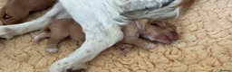 Cocker Spaniel dogs for sale: KC Reg full health tested quality Cocker Spaniels - Advert 2